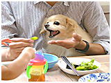 レーチェ きょうのわんこ 写真5