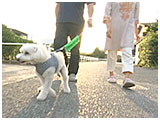 プー きょうのわんこ 写真2