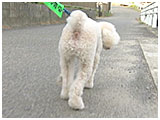 プー きょうのわんこ 写真3