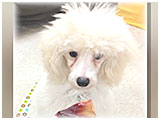 蒼紫 きょうのわんこ 写真3