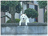 コロ きょうのわんこ 写真2