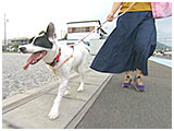 京（けい） きょうのわんこ 写真2