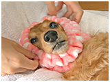 ココア きょうのわんこ 写真4