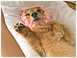 ココア きょうのわんこ 写真5