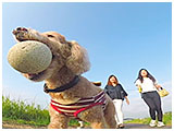 びび きょうのわんこ 写真5