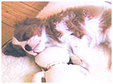 ハナ きょうのわんこ 写真3