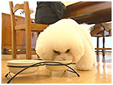 レオン きょうのわんこ 写真5