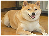 リュウ きょうのわんこ 写真2