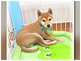 リュウ きょうのわんこ 写真3