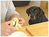 雫(しずく) きょうのわんこ 写真4