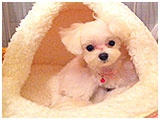 ラン きょうのわんこ 写真3