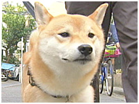 Samson(サムソン) きょうのわんこ 写真1