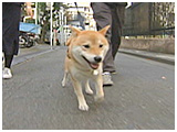 Samson(サムソン) きょうのわんこ 写真2