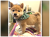 Samson(サムソン) きょうのわんこ 写真3