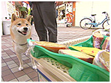 Samson(サムソン) きょうのわんこ 写真4