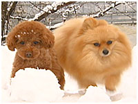 りん&もも きょうのわんこ 写真1