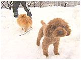 りん&もも きょうのわんこ 写真2