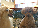 りん&もも きょうのわんこ 写真5