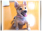 さくら きょうのわんこ 写真3