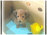 ぽん豆(ぽんず)きょうのわんこ 写真3