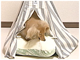 ぽん豆(ぽんず)きょうのわんこ 写真5