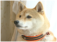 嵐 きょうのわんこ 写真1