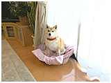 嵐 きょうのわんこ 写真2