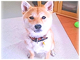嵐 きょうのわんこ 写真3