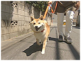 嵐 きょうのわんこ 写真4