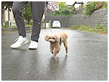 フォルテ きょうのわんこ 写真2