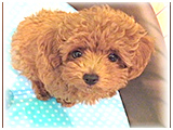 フォルテ きょうのわんこ 写真3
