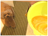 フォルテ きょうのわんこ 写真4