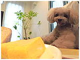 フォルテ きょうのわんこ 写真5