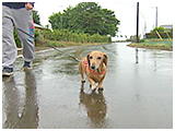 デコ きょうのわんこ 写真2