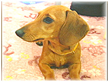デコ きょうのわんこ 写真3