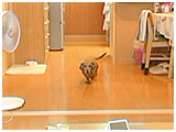 デコ きょうのわんこ 写真4