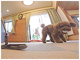 COCO(ココ) きょうのわんこ 写真5