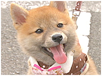 さくら きょうのわんこ 写真1