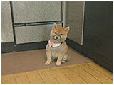さくら きょうのわんこ 写真2