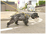 すぬーぴー きょうのわんこ 写真2