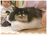 チロル きょうのわんこ 写真2