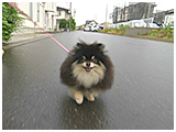 チロル きょうのわんこ 写真4
