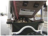 チロル きょうのわんこ 写真5