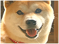 リキ きょうのわんこ 写真1