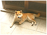 リキ きょうのわんこ 写真2