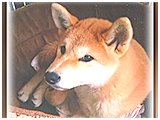 リキ きょうのわんこ 写真3