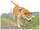 リキ きょうのわんこ 写真4