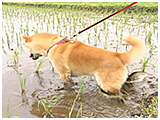 リキ きょうのわんこ 写真5