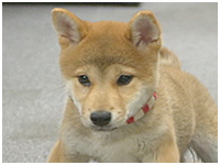 ちゃこまろ きょうのわんこ 写真1