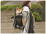 ちゃこまろ きょうのわんこ 写真2